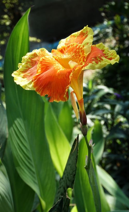 canna lily lily orange
