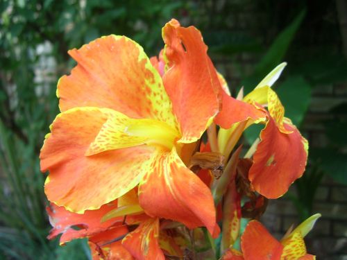 Canna Lily