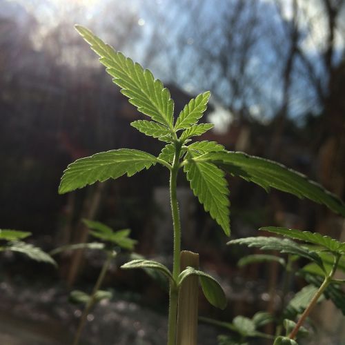 cannabis seedling foliage