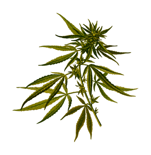 cannabis drug hash