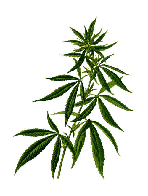 cannabis drug hash