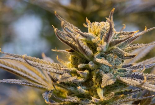 cannabis pot weed
