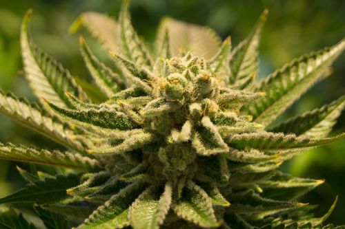 cannabis pot weed