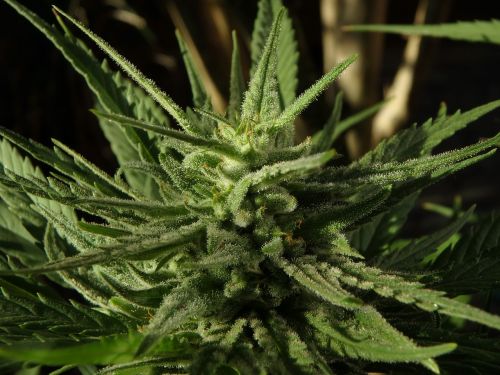 cannabis flower marijuana