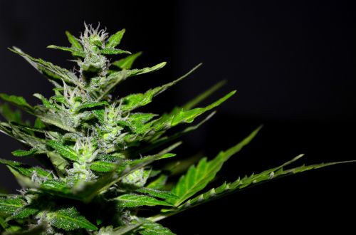 cannabis hemp plant