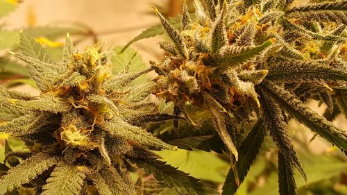 cannabis grow marihuana