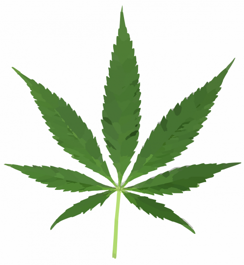 cannabis leaf pot