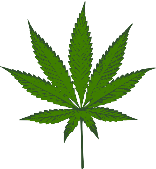 cannabis sativa marijuana