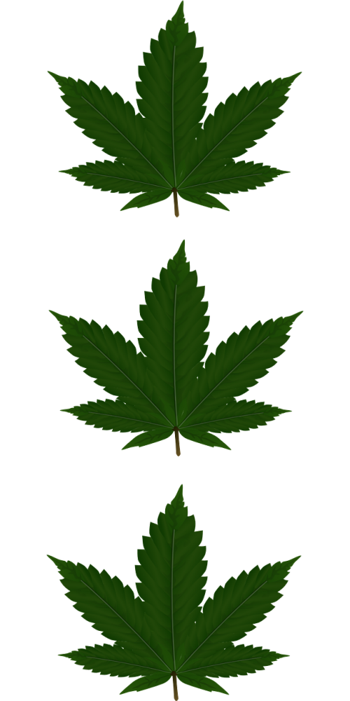 cannabis leaves three