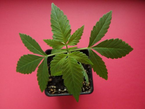 cannabis seedling flora