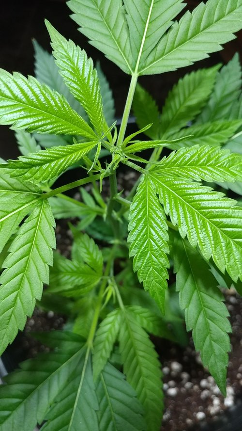 cannabis  marijuana  leaf