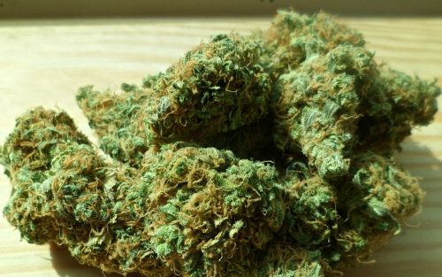 cannabis marijuana green