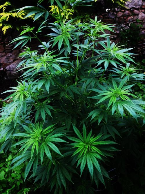 cannabis nature flower