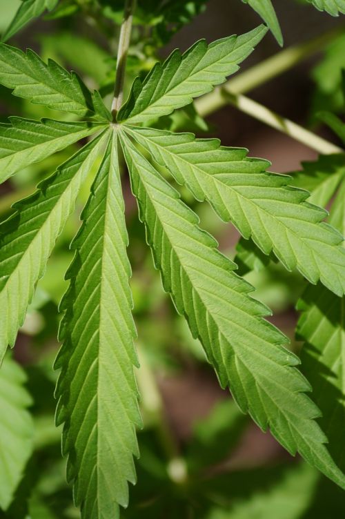 cannabis leaf nature