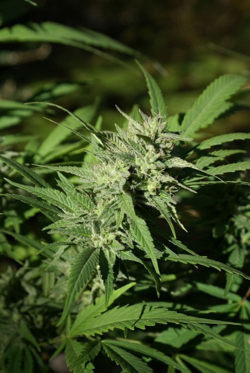 cannabis flower bud cannabis