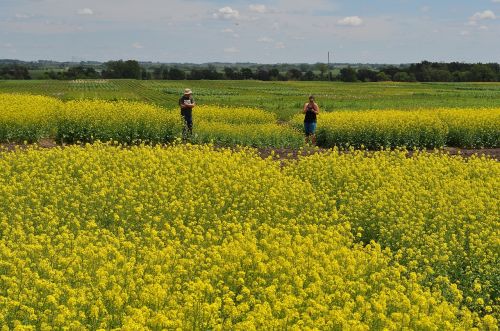 canola crop field