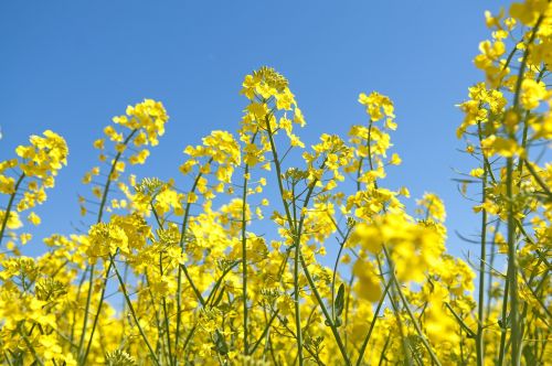 canola summer field