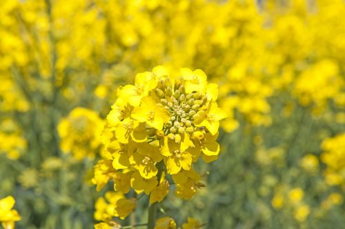 canola summer field