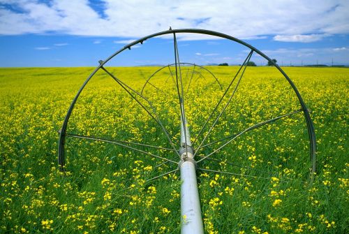 canola field flowers