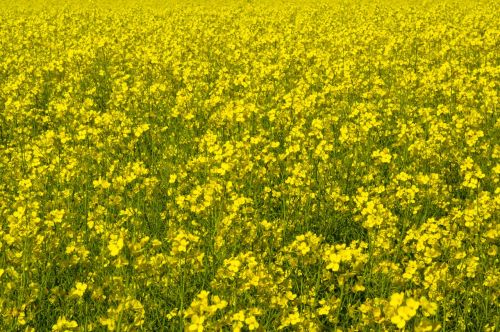 canola field yellow