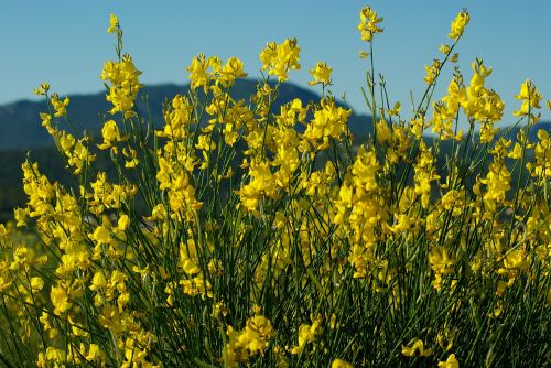 canola flowers gorse