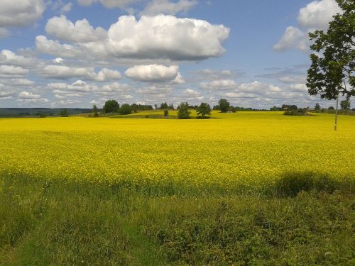 canola oilseeds yellow