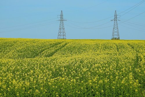 canola field  sky  landscape