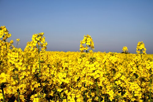 canola field  oilseed rape  yellow
