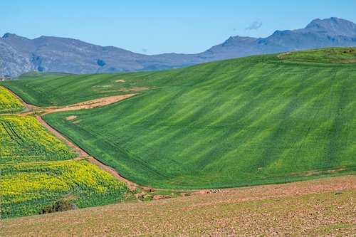 canola fields  rolling hills  cultivation