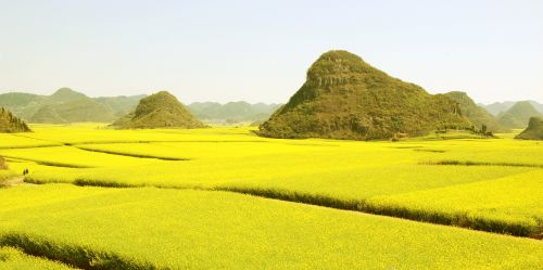 canola flower sea flower luoping