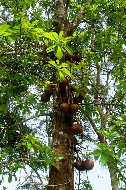 canon ball tree yellapur uttar kannada