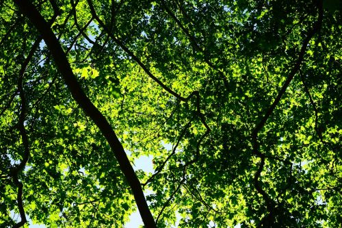 canopy green leaves