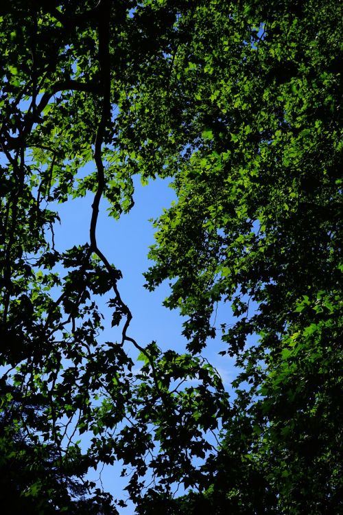 canopy green leaves