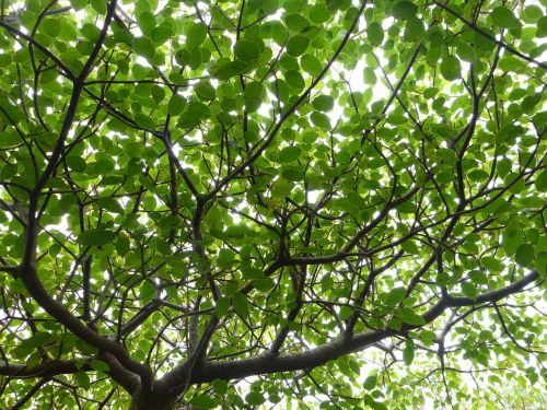 canopy leaves tree