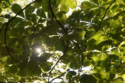 canopy sun summer