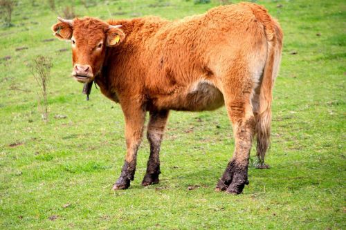 cantabria cows animals