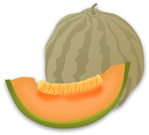 cantaloupe melon fruit