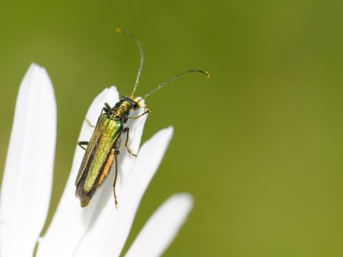 cantharis insect macro