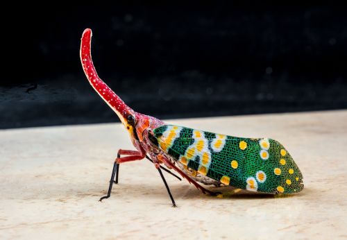 canthigaster cicada fulgoromorpha insect