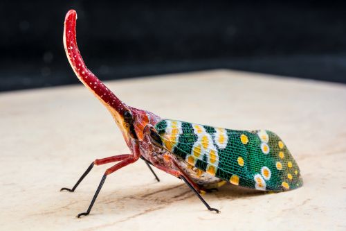 canthigaster cicada fulgoromorpha insect