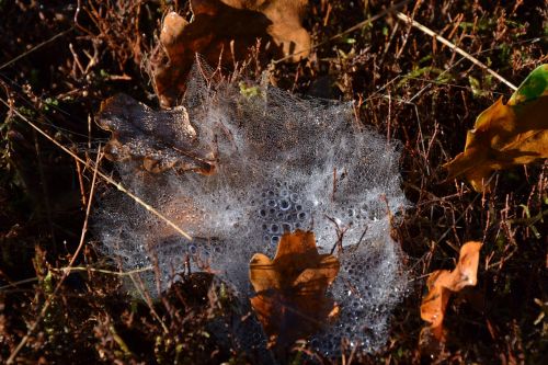 canvas spider spider web