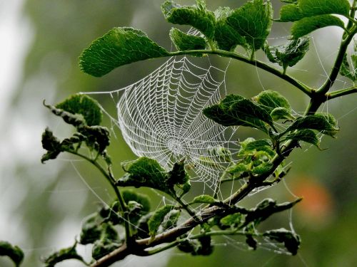 canvas spider nature