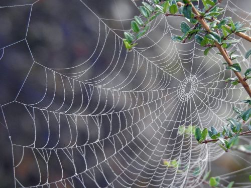 canvas spider web spider