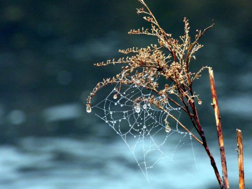 canvas spider nature