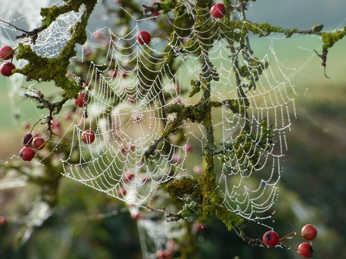 canvas  spider  nature