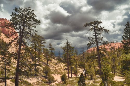 canyon  trees  red