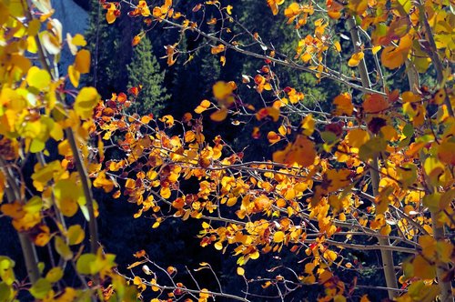canyon fall foliage  autumn  aspens
