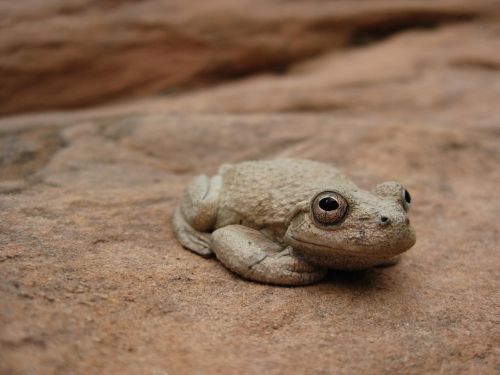 canyon tree frog portrait green