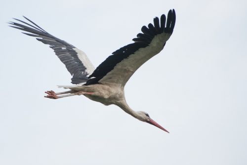 Stork