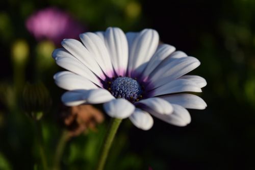 cape basket bloom flower